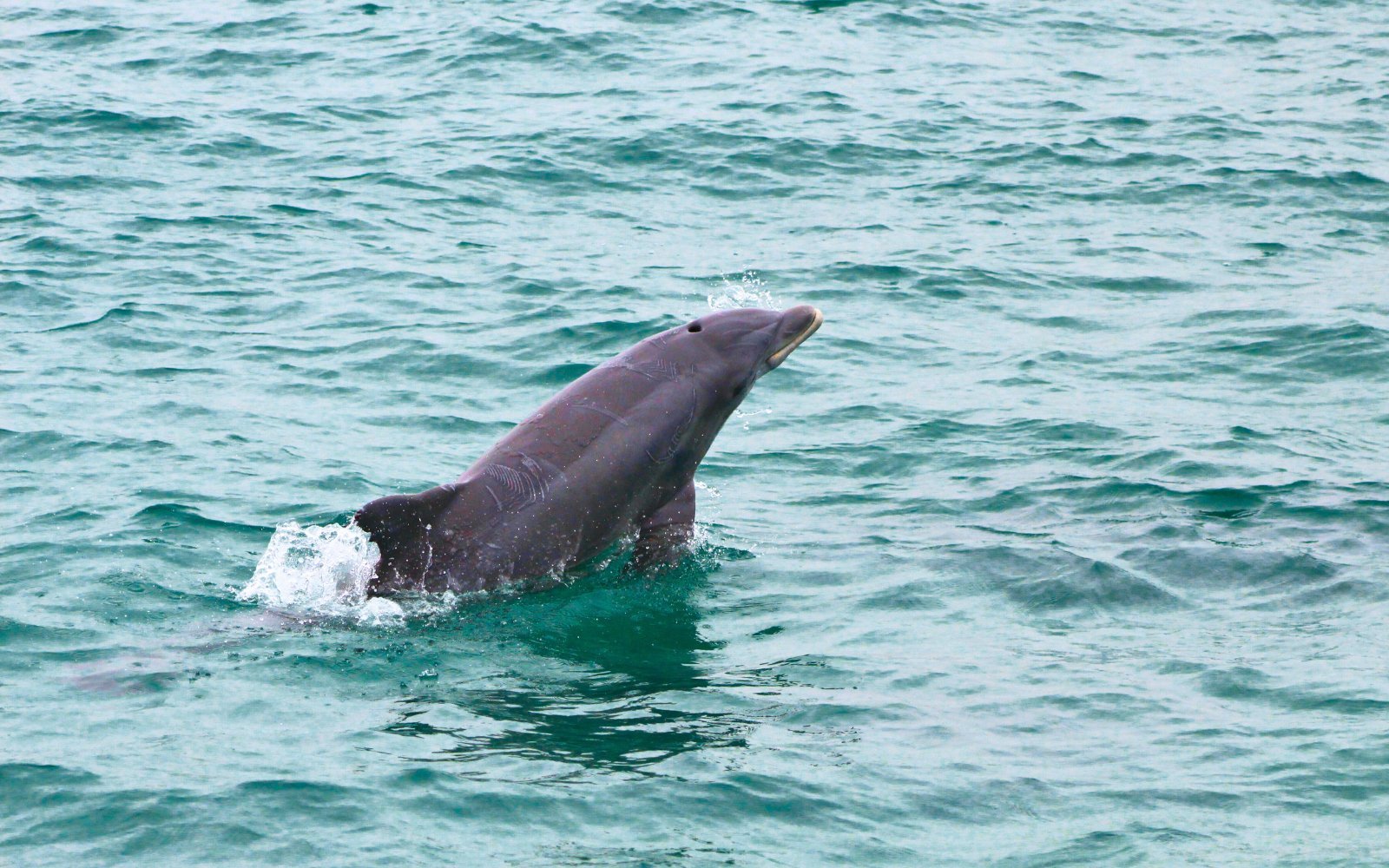 A dolphin surfacing in emerald water, photographed on a Southern Star cruise